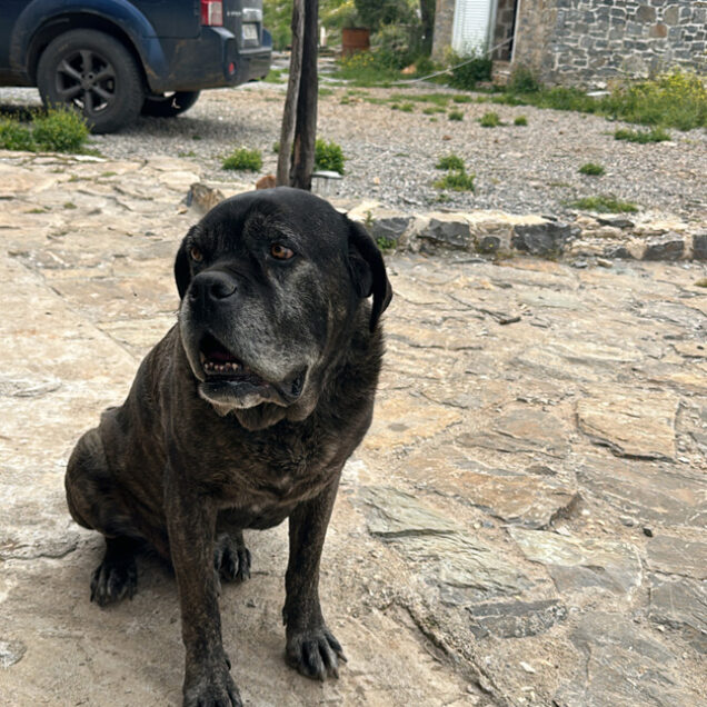 psiloritis-expericence-135